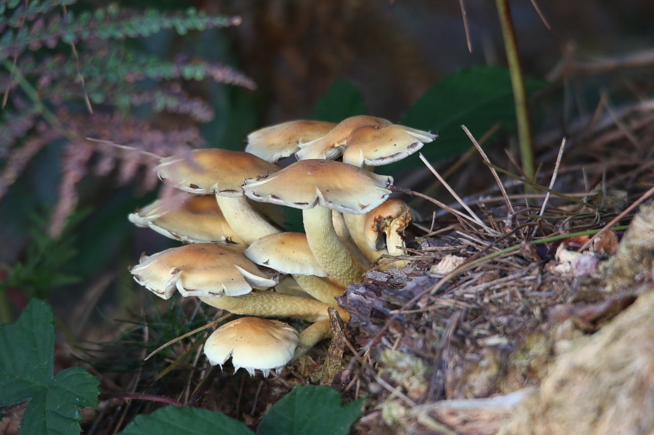 mushroom fungus fungi free photo