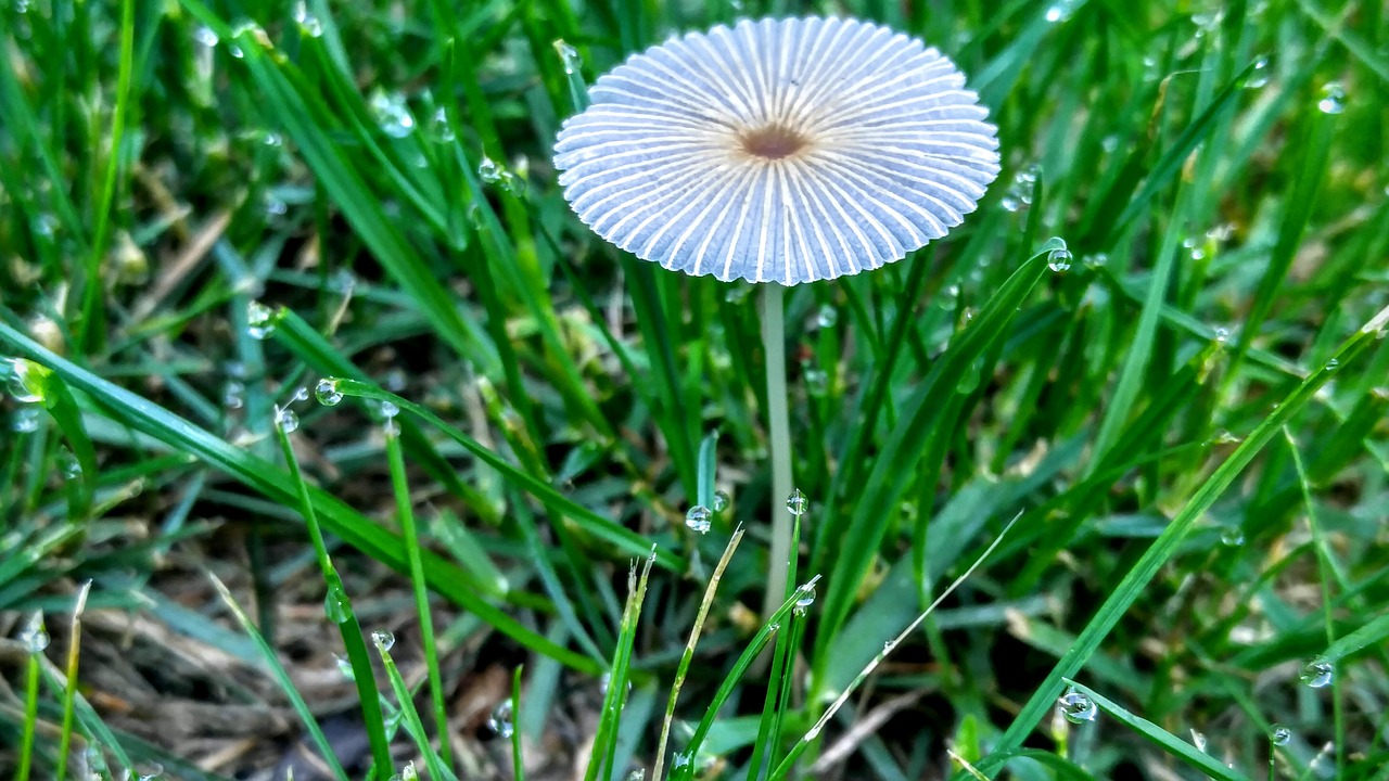 mushroom grass nature free photo