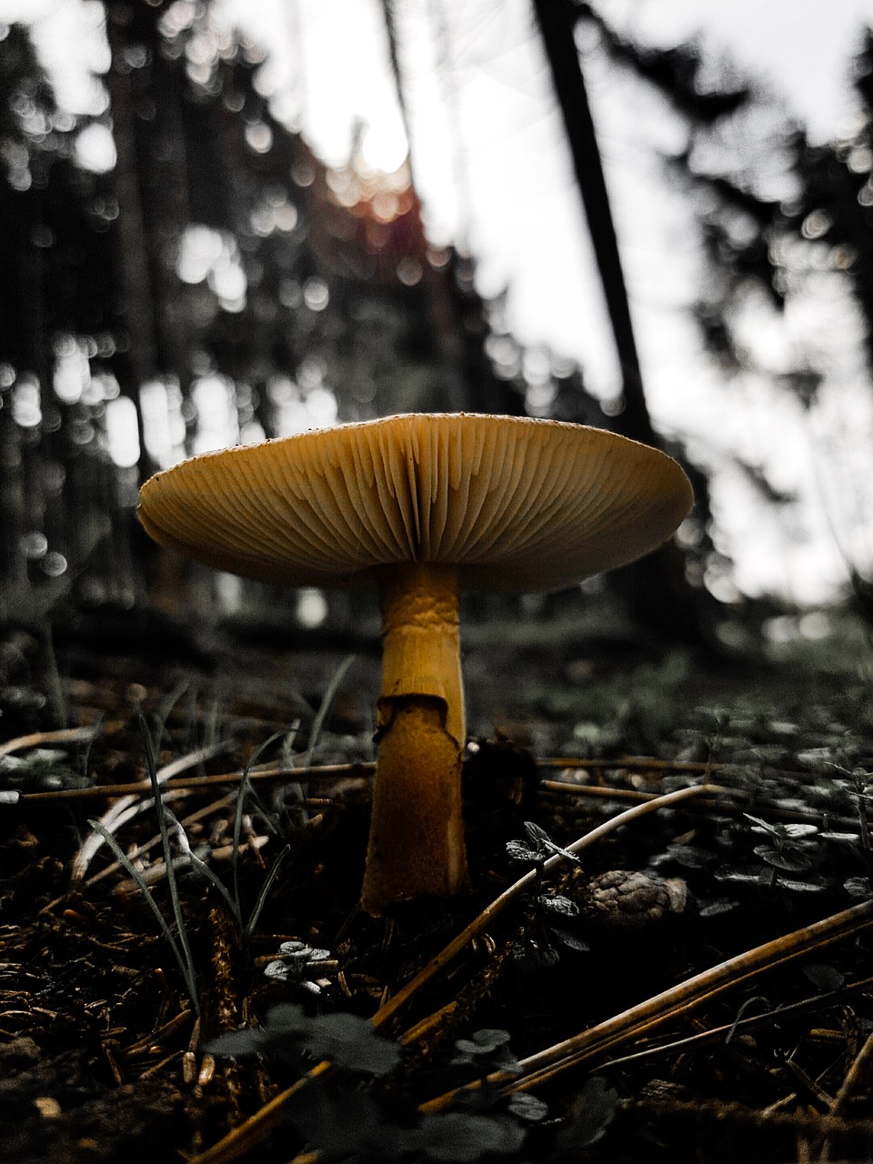 mushroom forest plant free photo