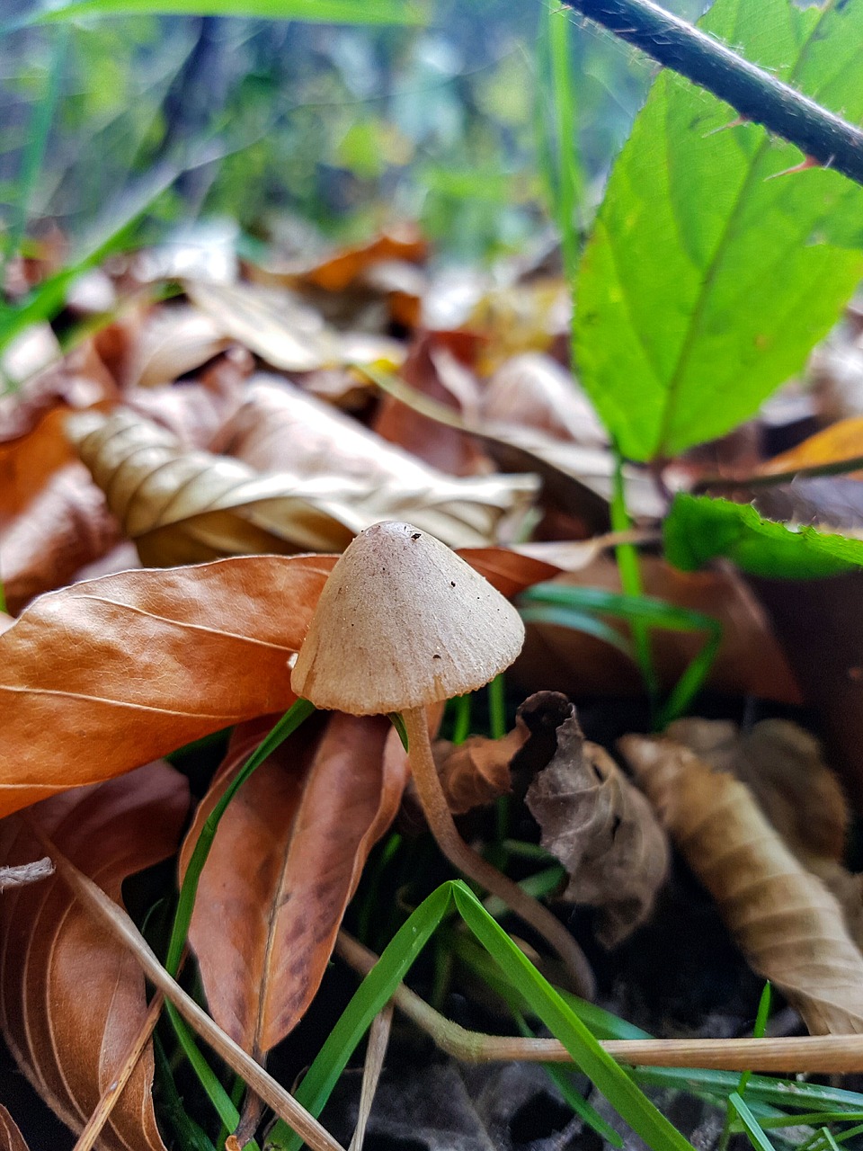 mushroom leaves autumn free photo