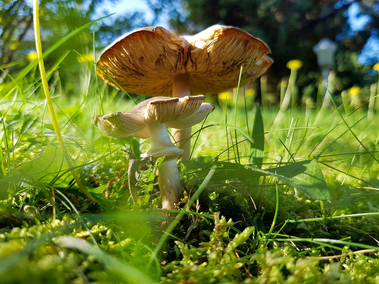 mushroom green terry free photo