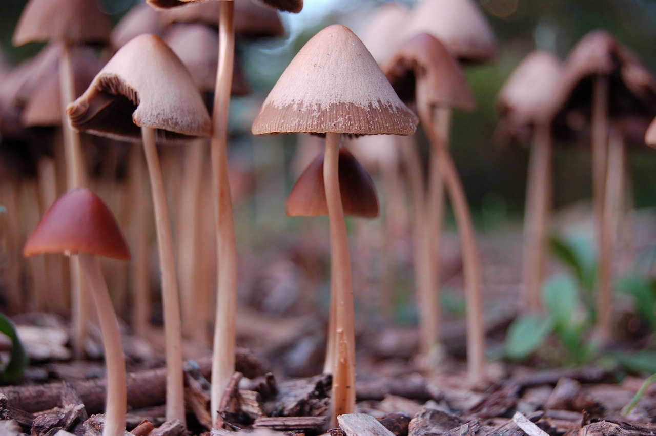 mushroom nature forest free photo