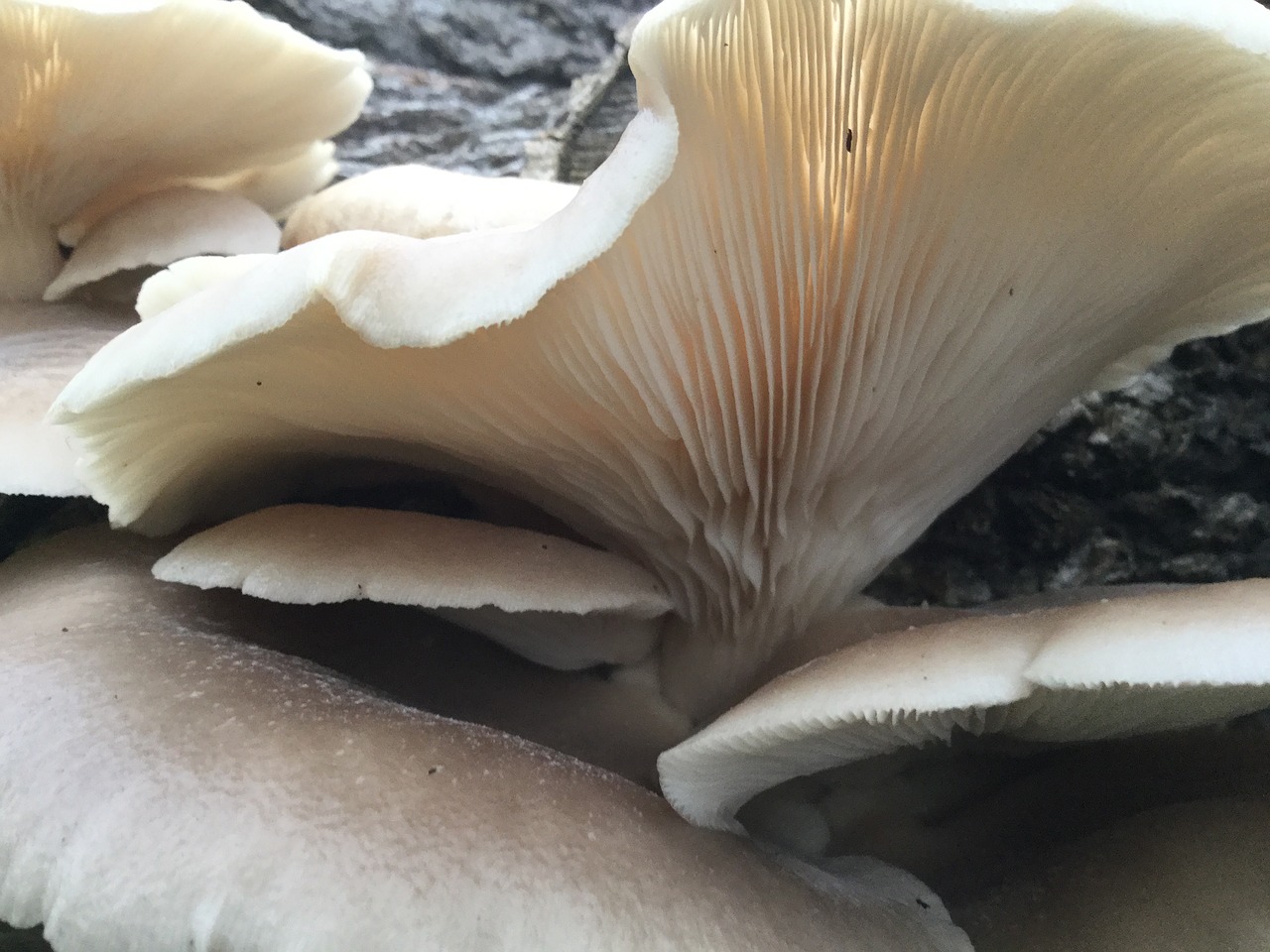 mushroom fungus nature free photo