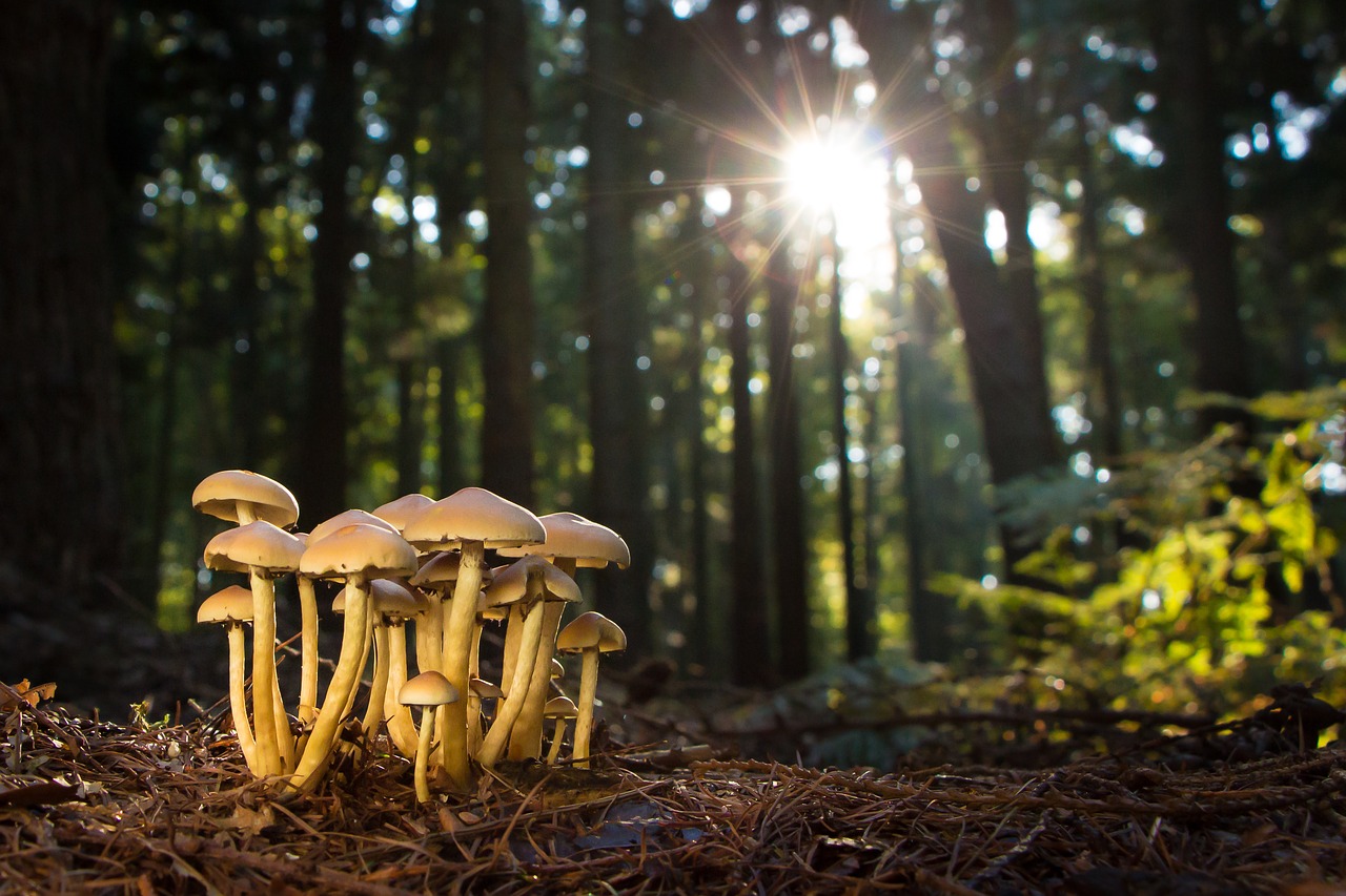 mushroom mushrooms forest free photo