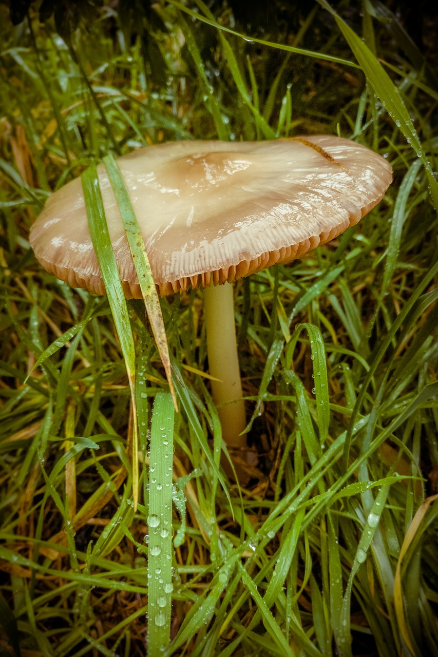 mushroom brown greenery free photo