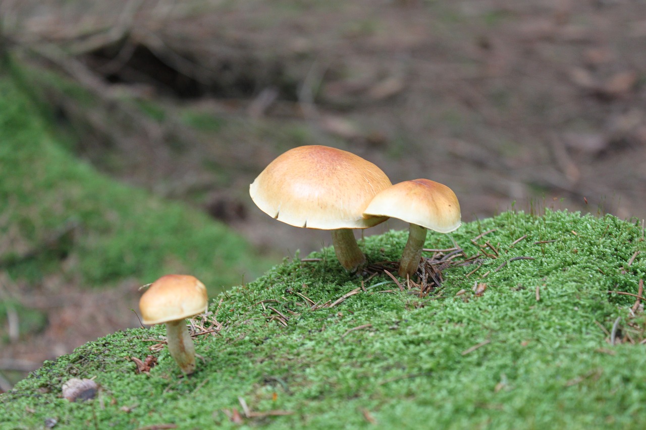 mushroom nature forest free photo