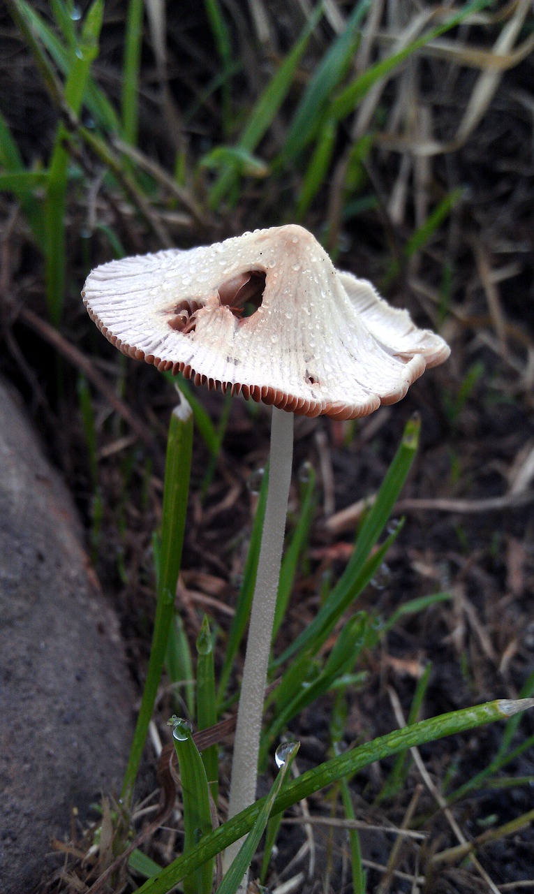 mushroom toadstool poisonous mushroom free photo