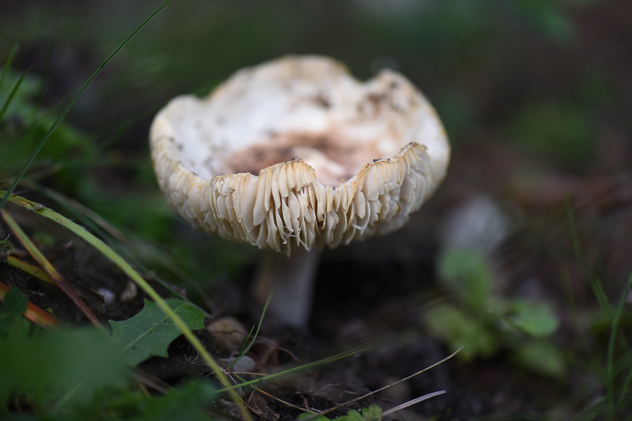 mushroom nature wilderness free photo