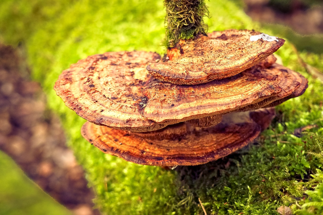 mushroom tree fungus nature free photo