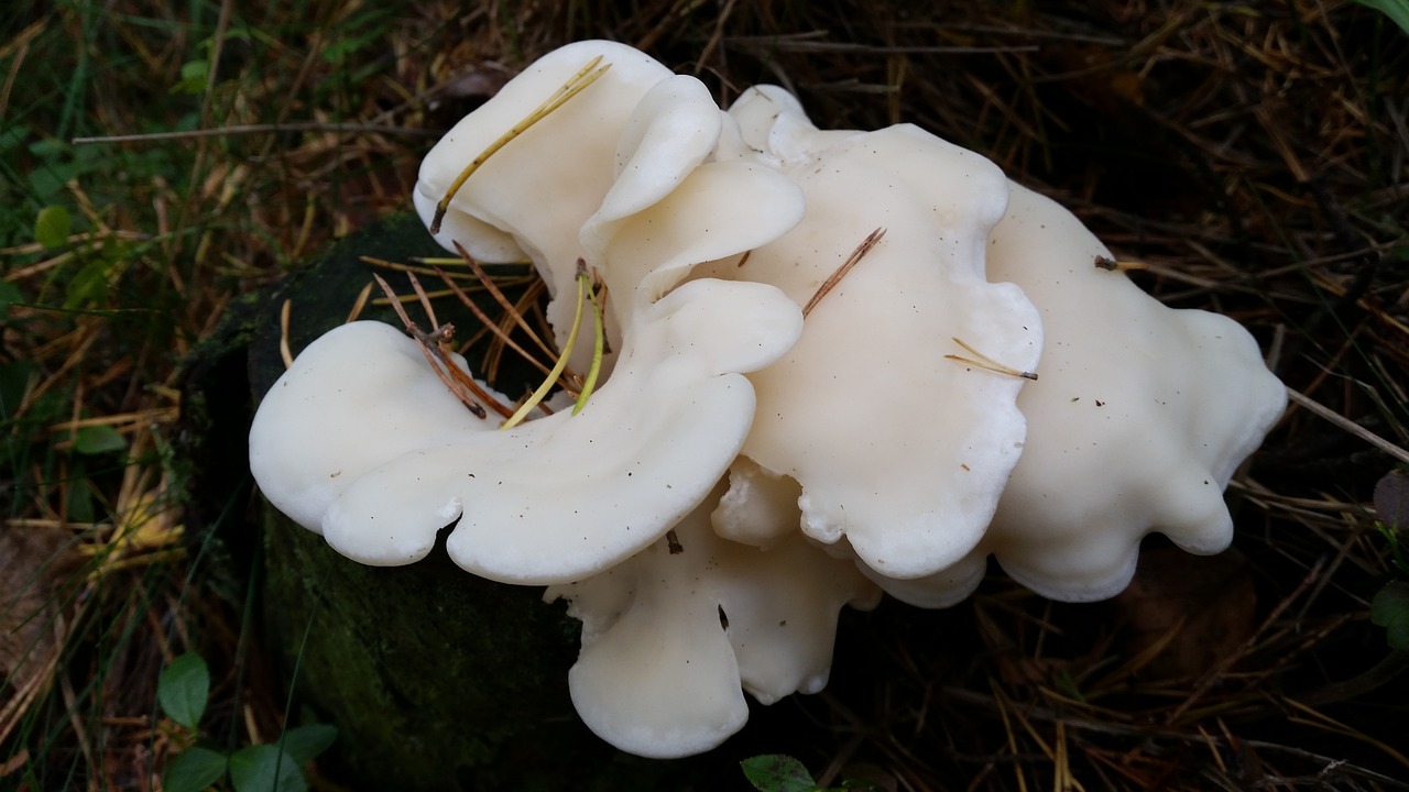 mushroom autumn white free photo