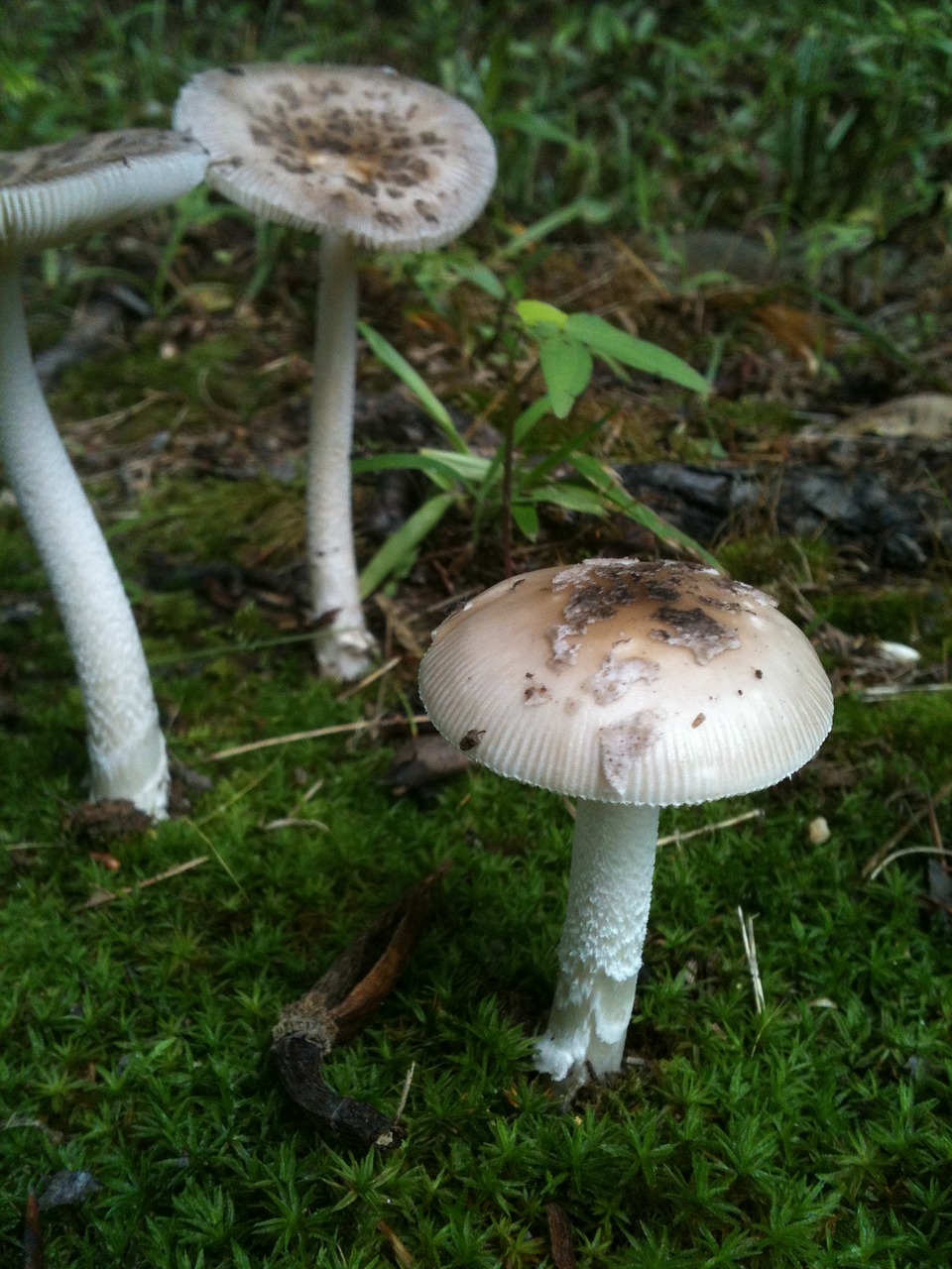 mushroom nature natural free photo