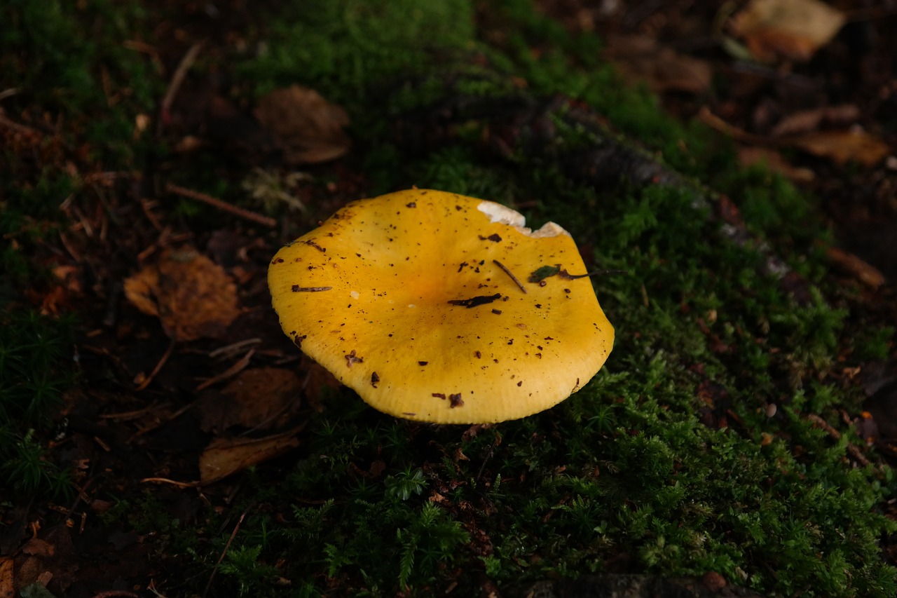 mushroom yellow forest free photo