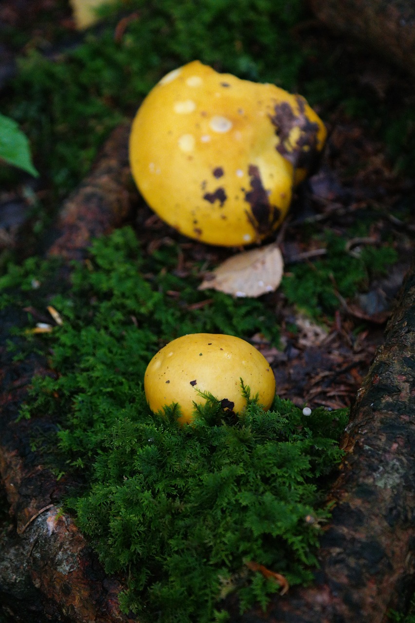 mushroom yellow forest free photo