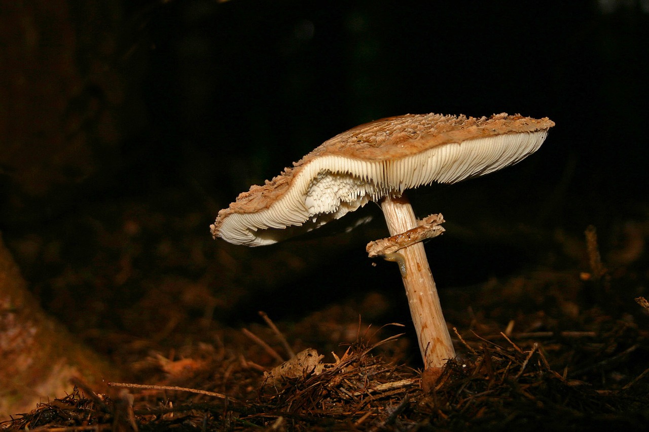 mushroom forest fungus free photo