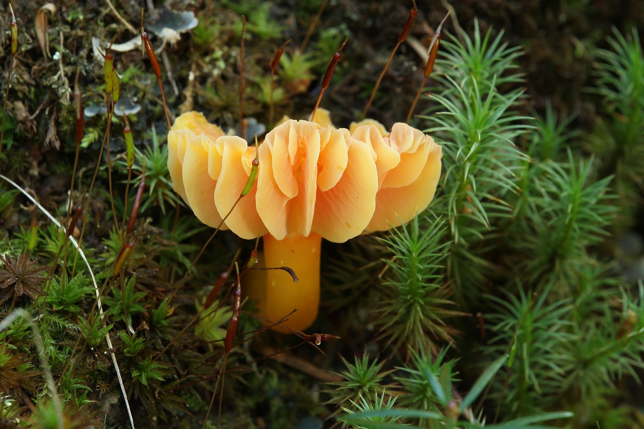 mushroom fungus orange free photo