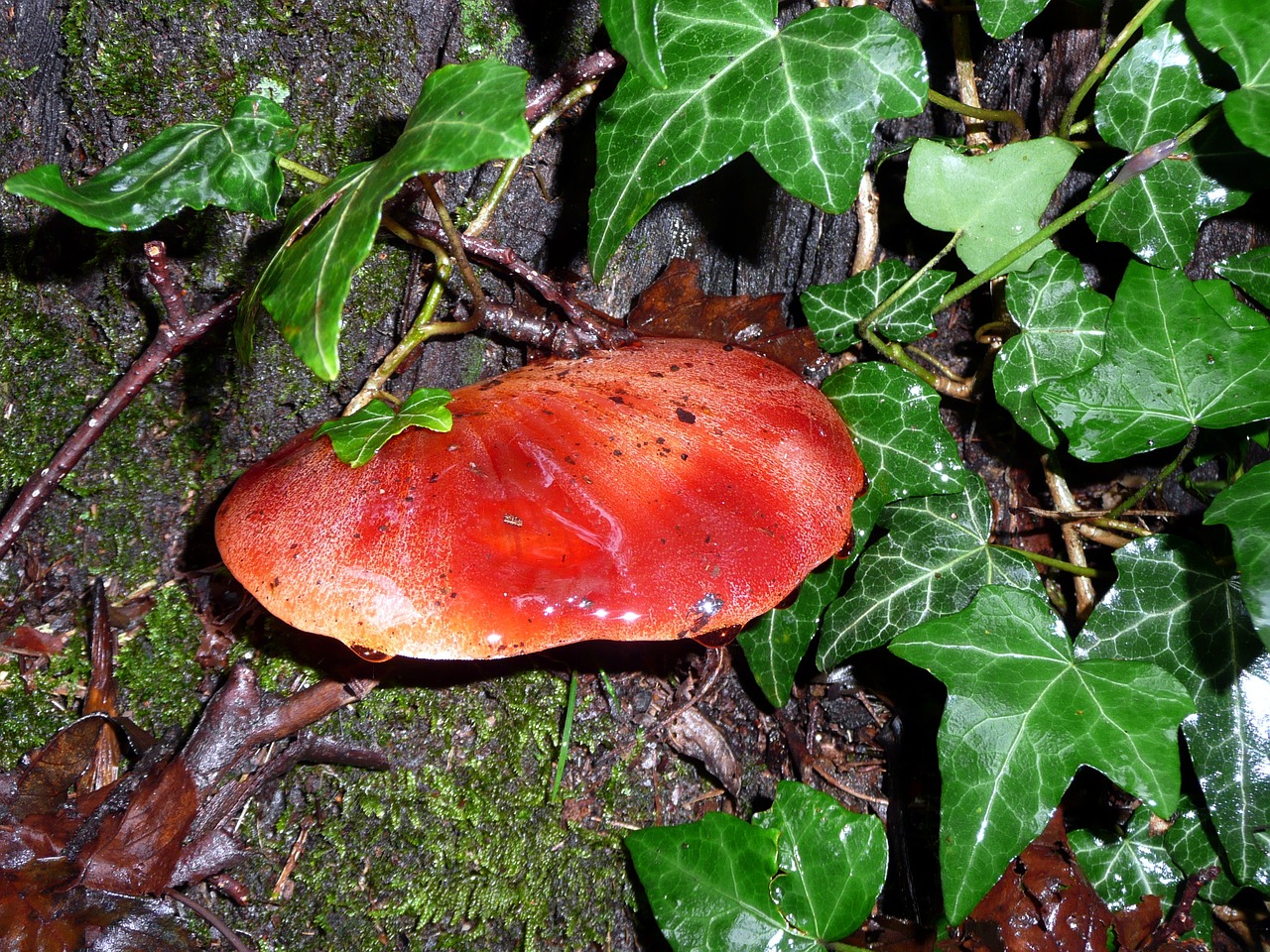 mushroom ox tongue tree fungus free photo