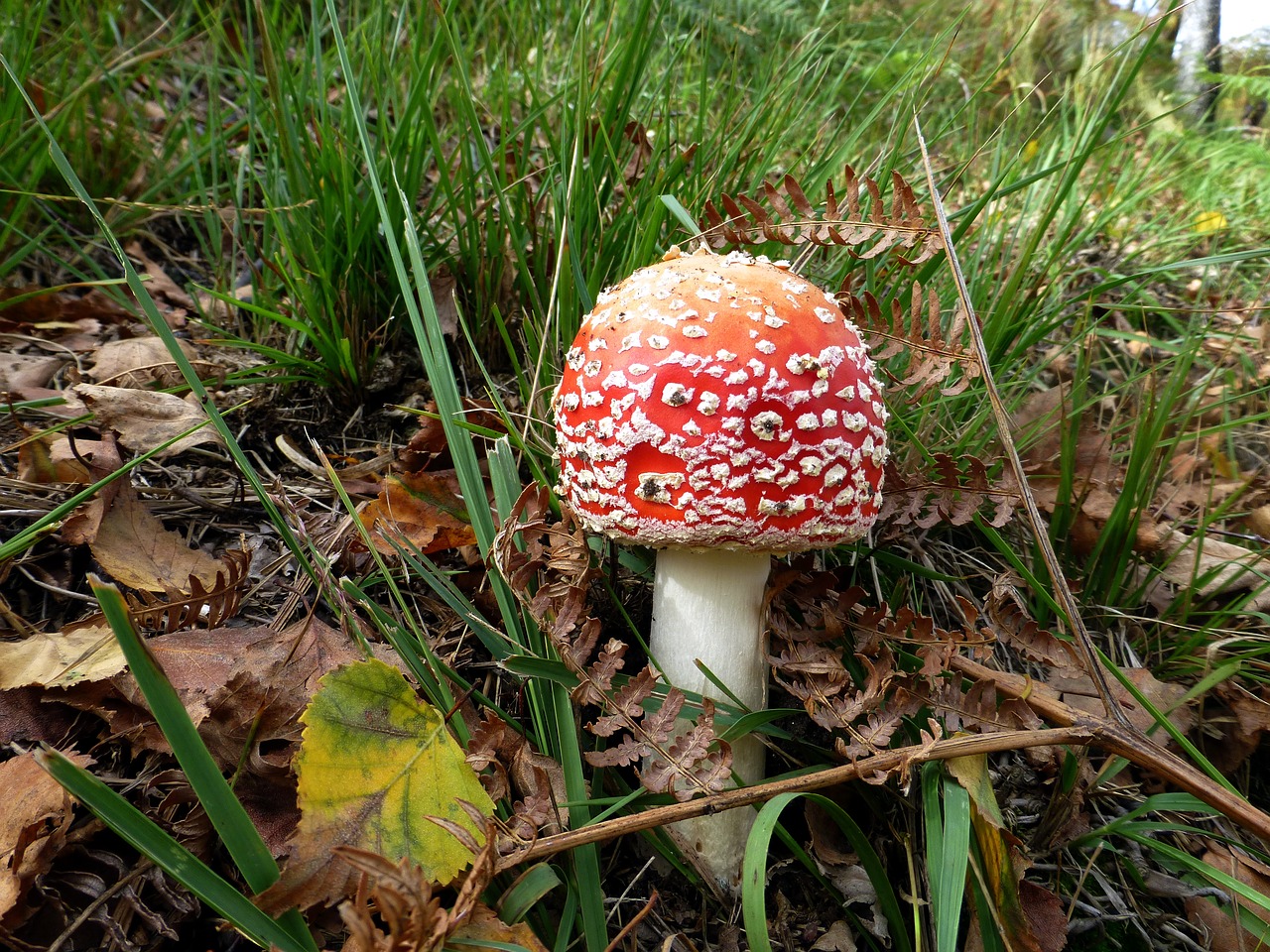 mushroom fly agaric toxic free photo