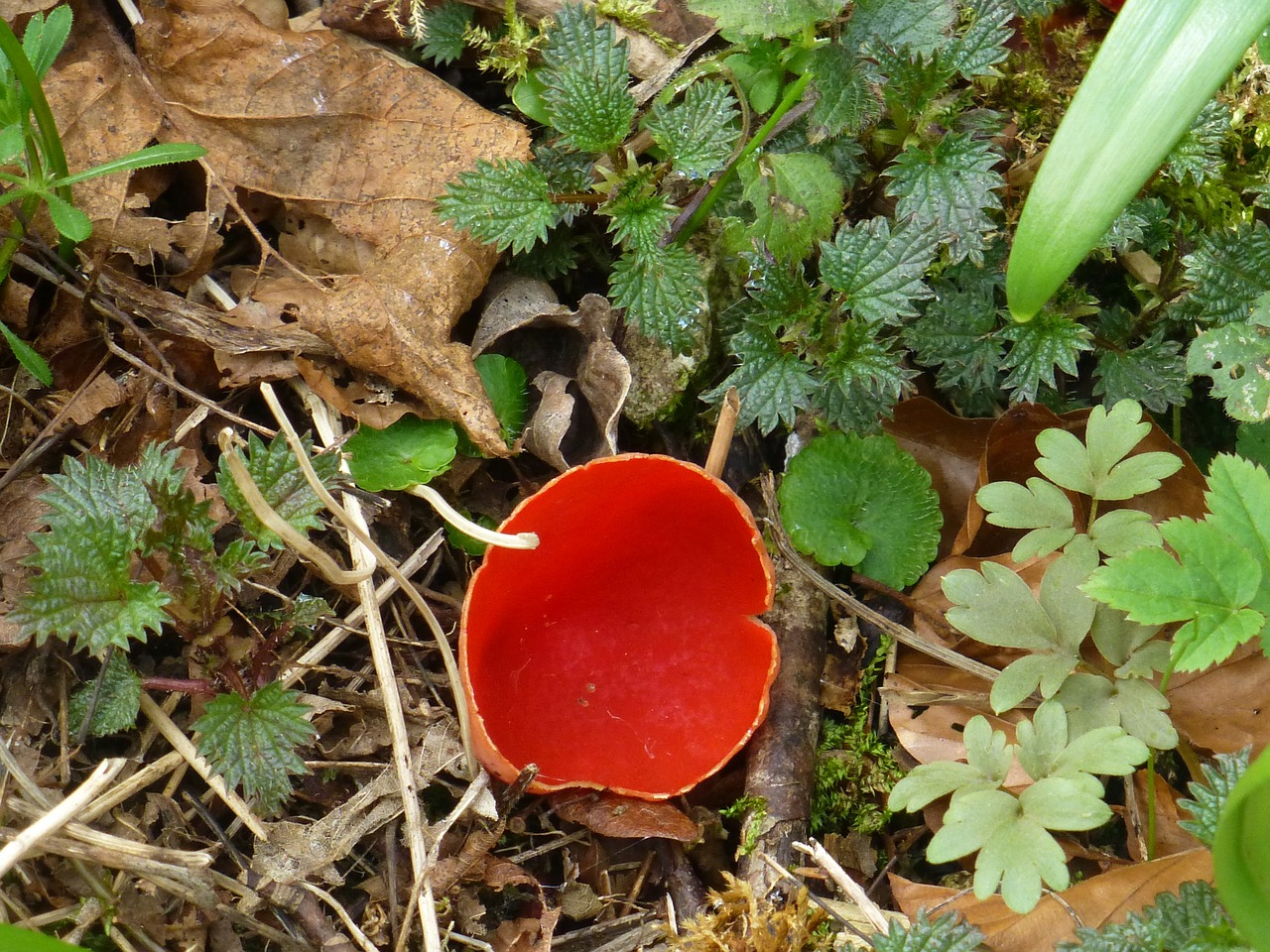 mushroom orange-red becherling rarely free photo