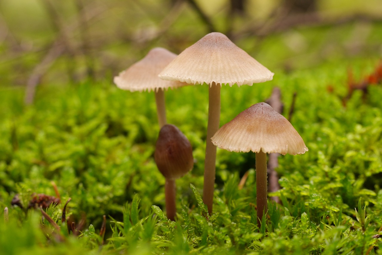 mushroom forest close free photo