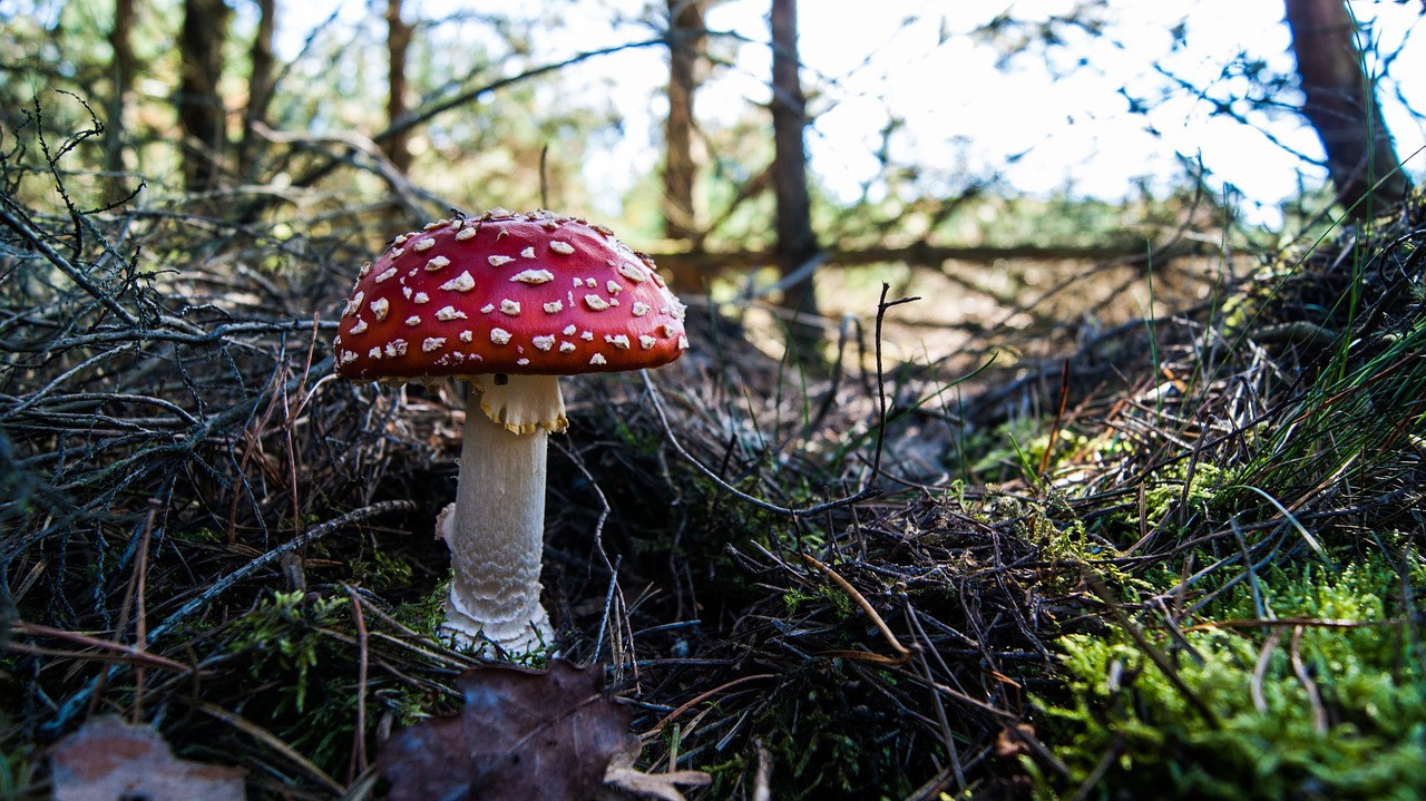 mushroom forest outdoor free photo