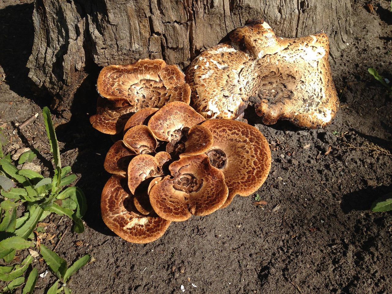 mushroom nature autumn free photo