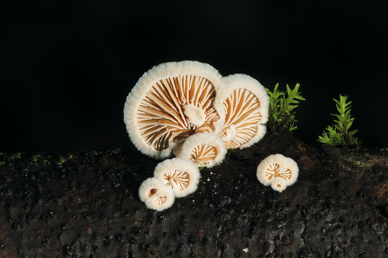 mushroom tree fungus nature free photo