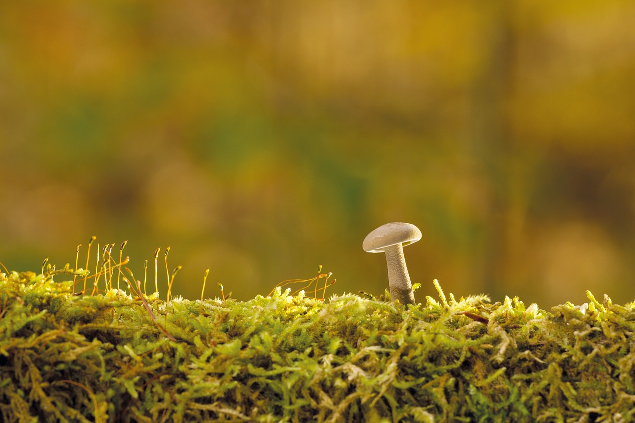 mushroom autumn tree fungus free photo