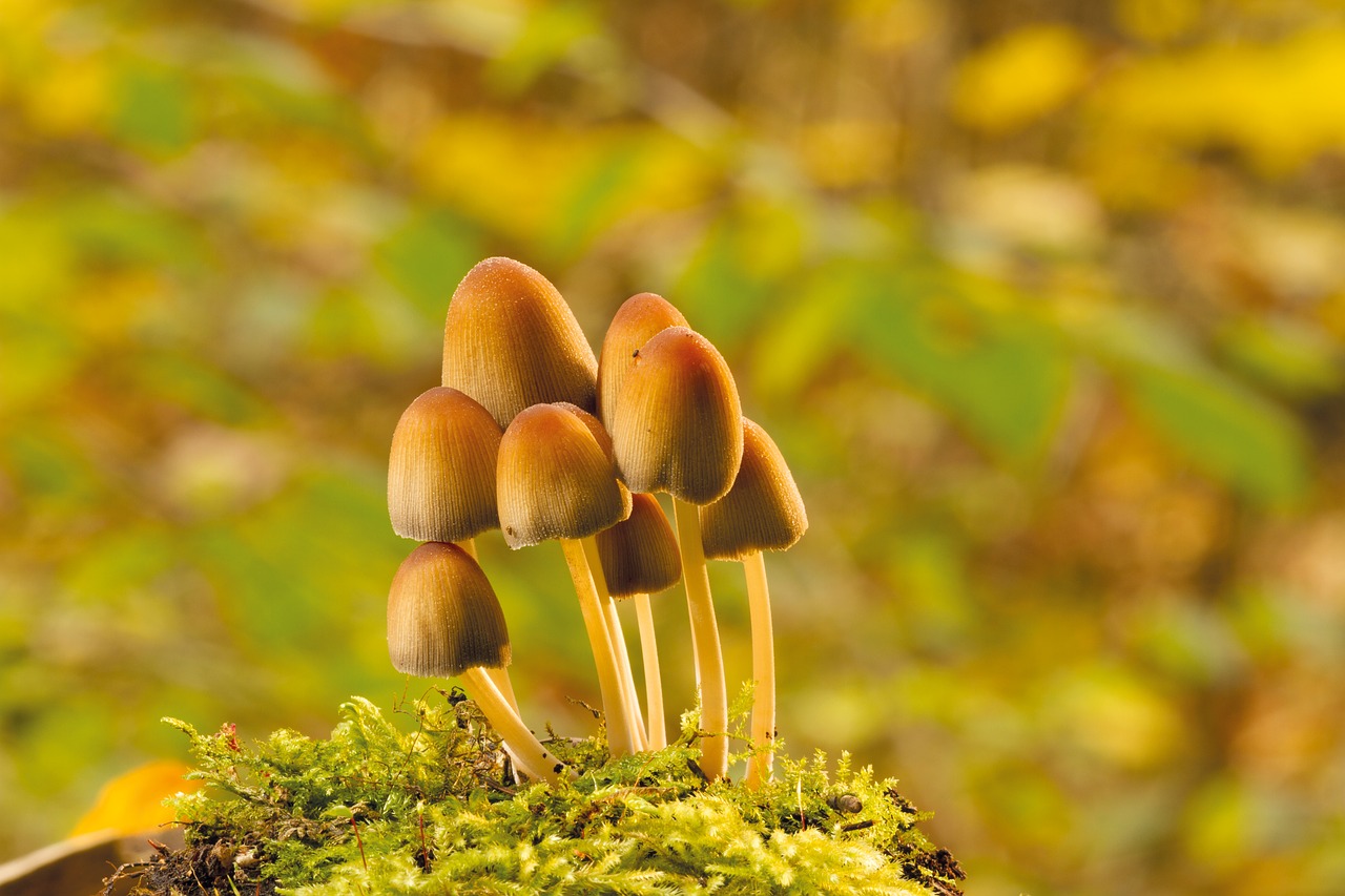 mushroom autumn tree fungus free photo