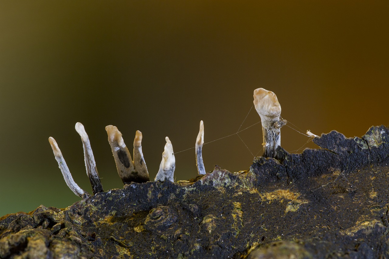 mushroom nature forest free photo