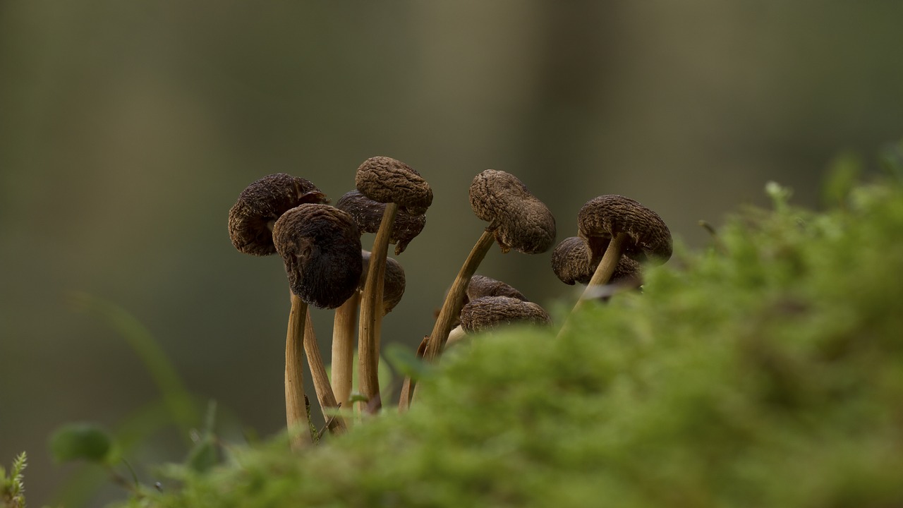 mushroom mushroom group moss free photo