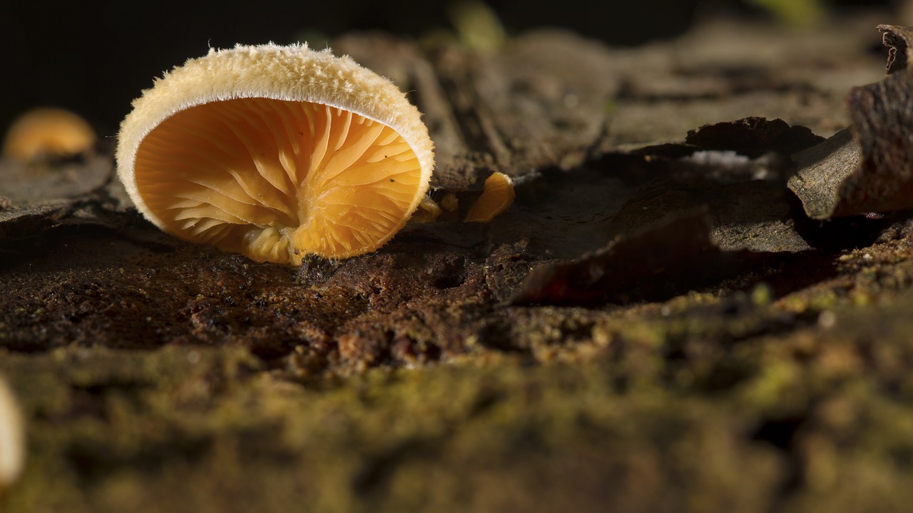 mushroom nature forest free photo