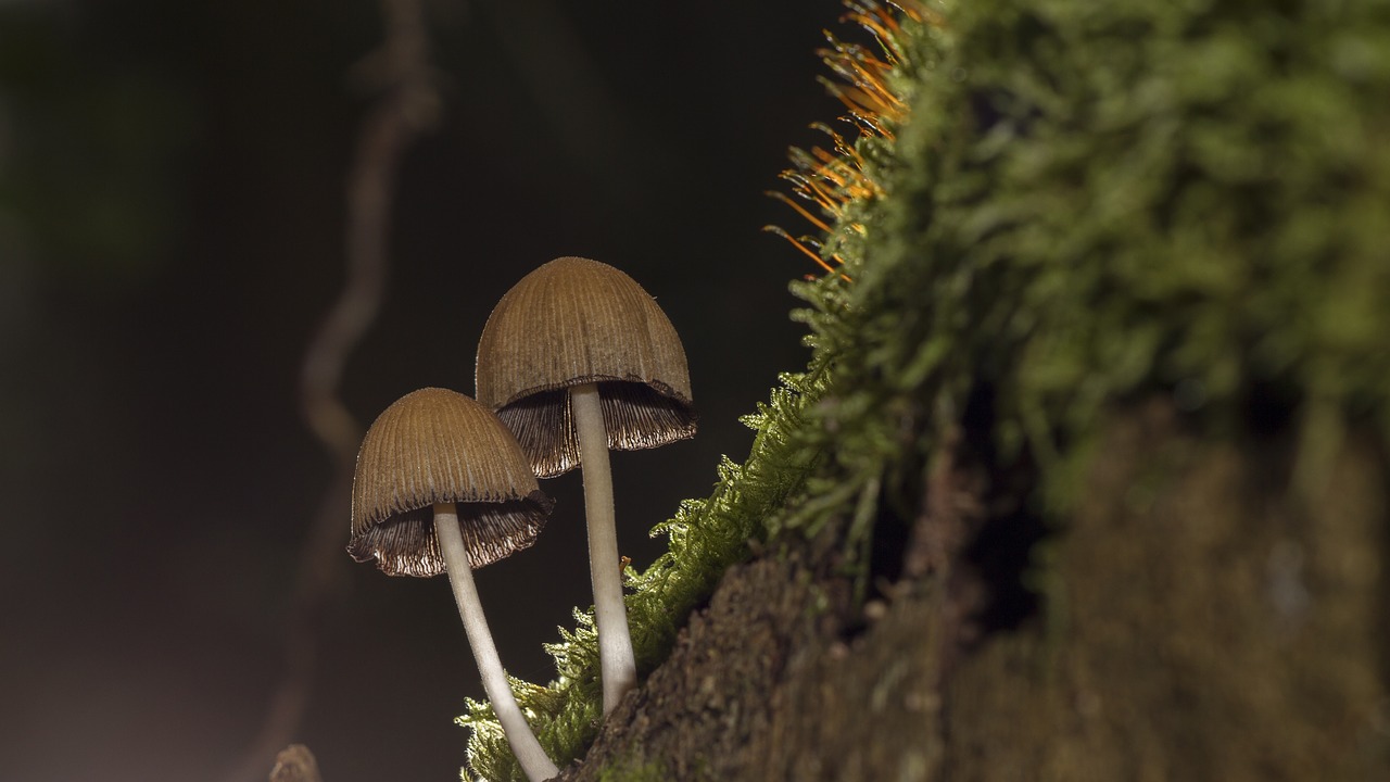 mushroom moss sponge free photo