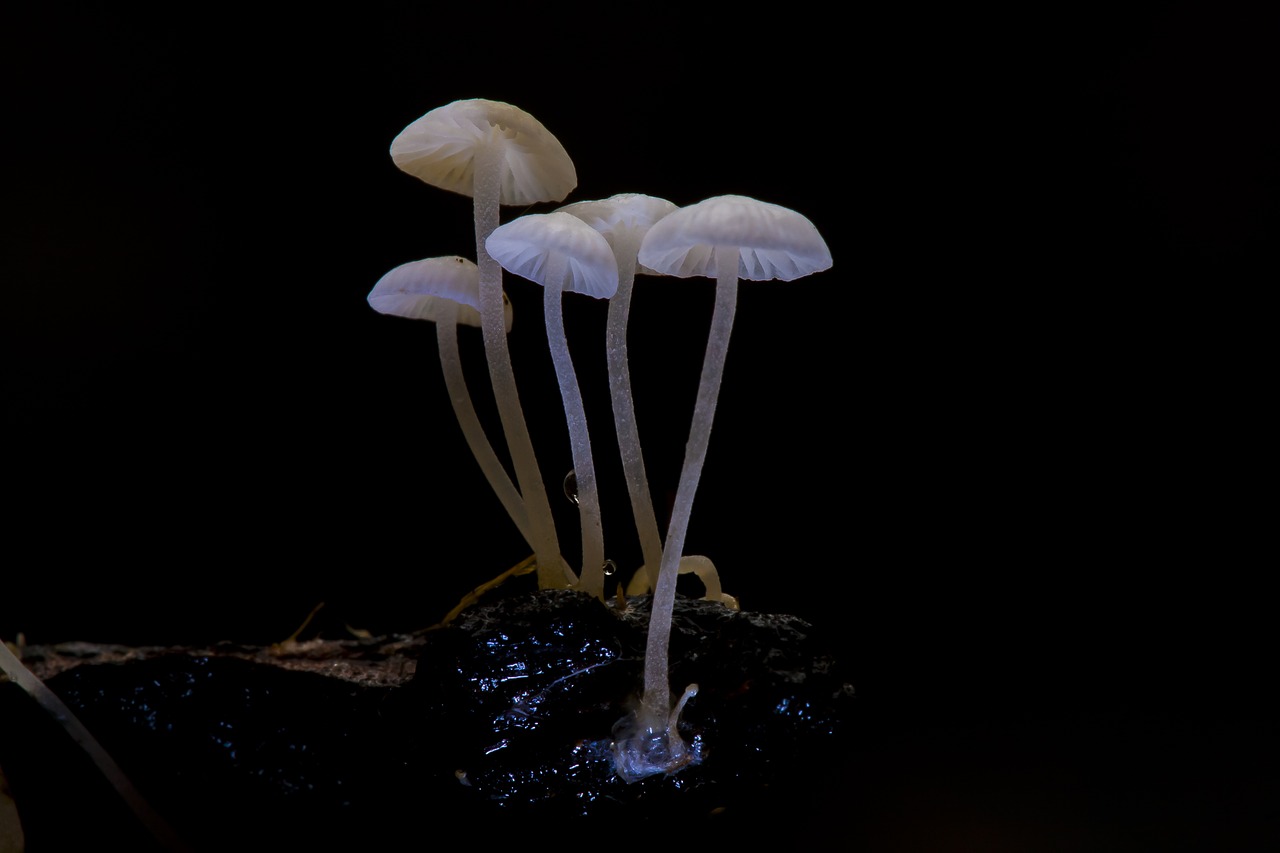 mushroom nature close free photo