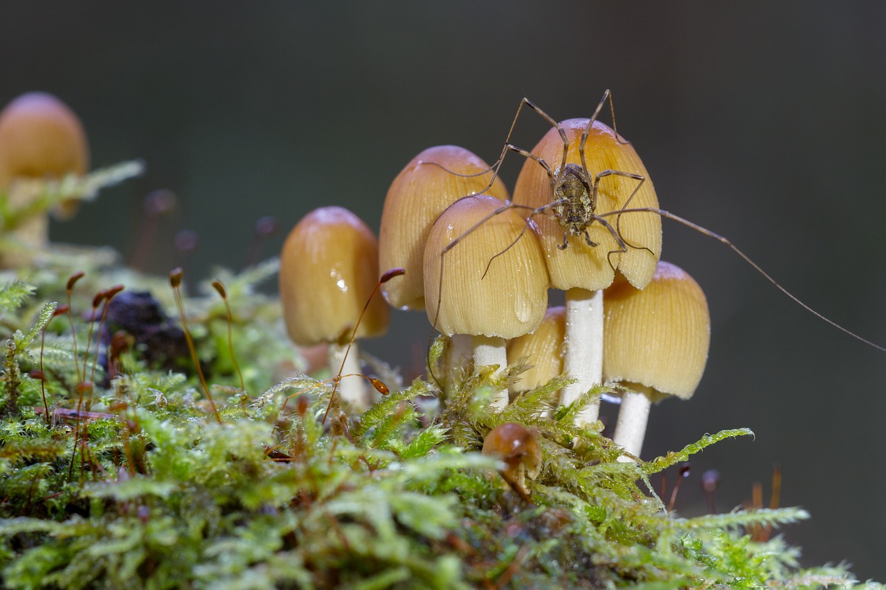 mushroom spider moss free photo