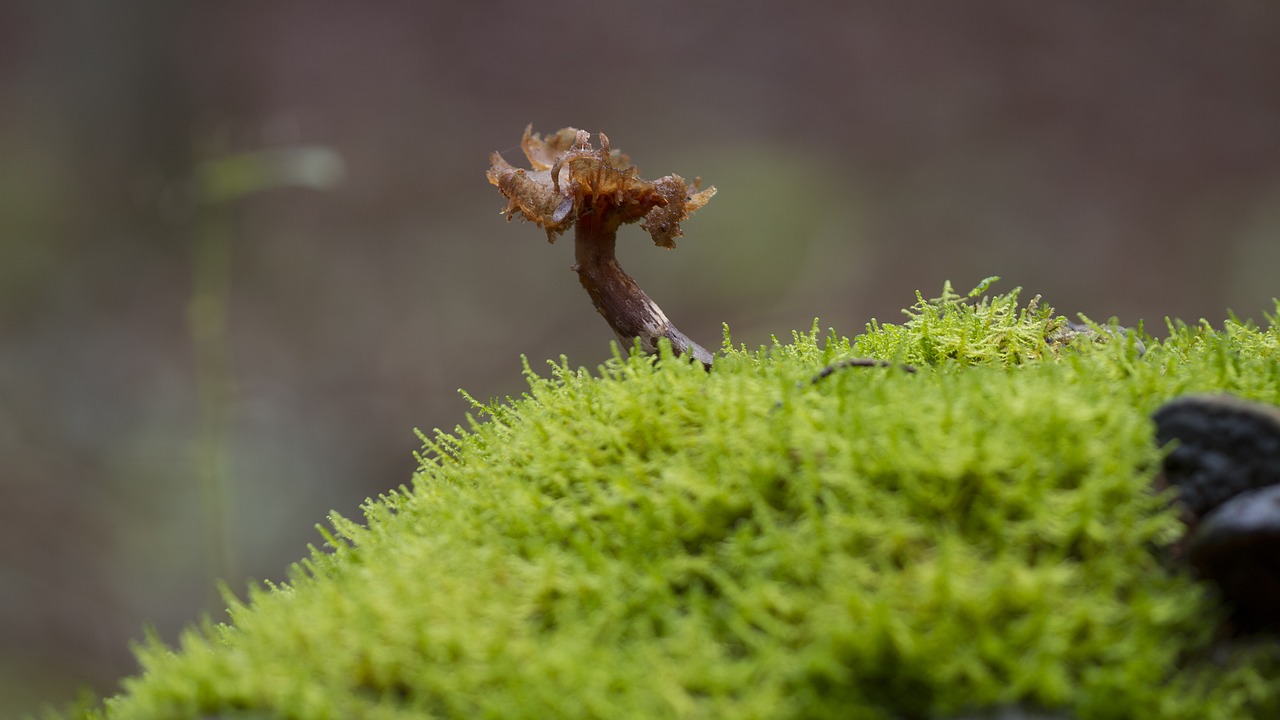 mushroom moss age fungal free photo