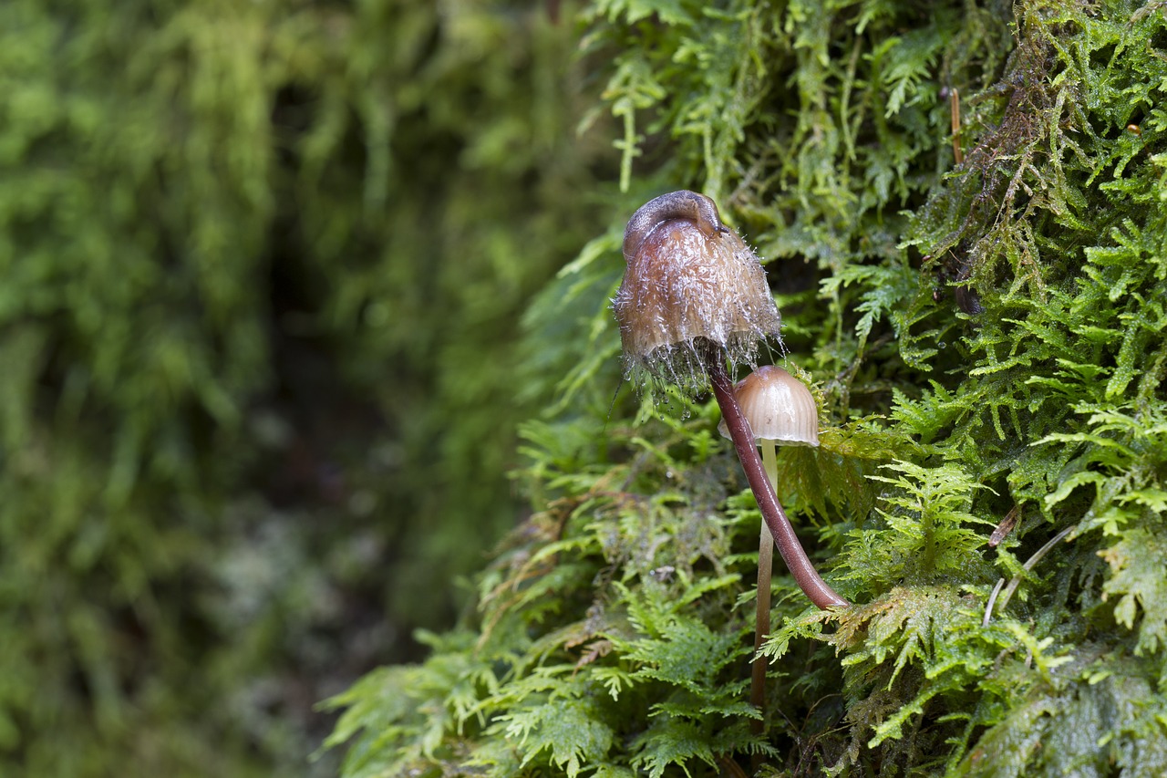 mushroom moss snail free photo