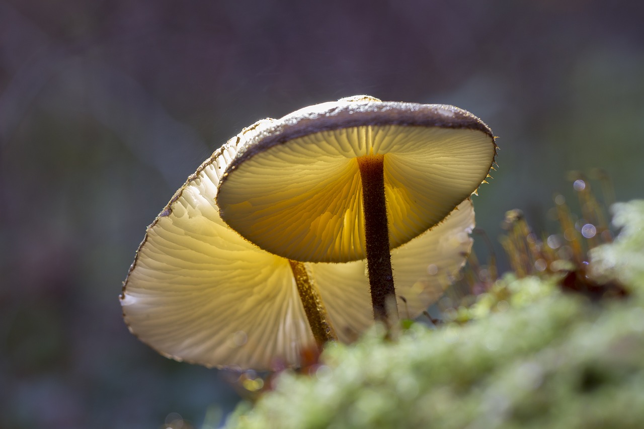 mushroom moss forest free photo