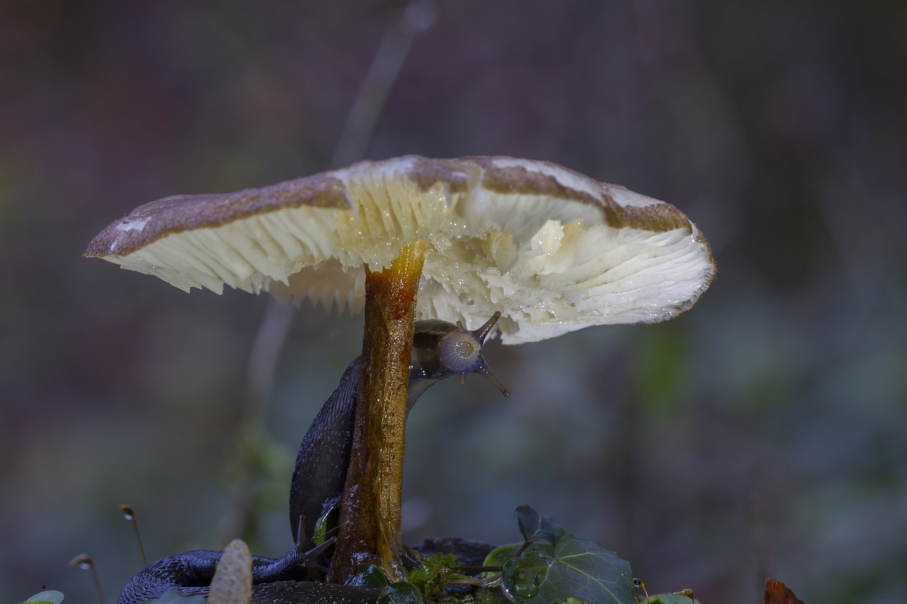 mushroom snail forest free photo