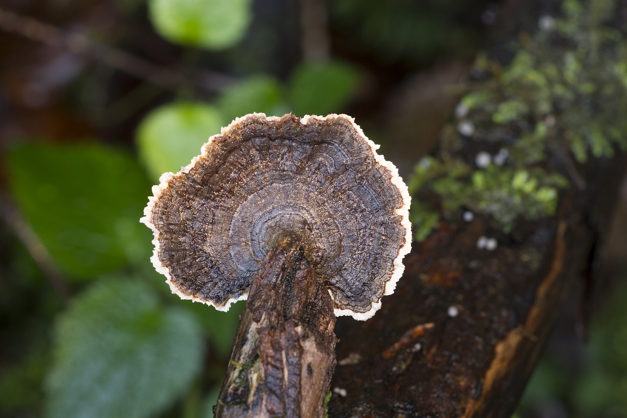 mushroom wood fungus forest free photo