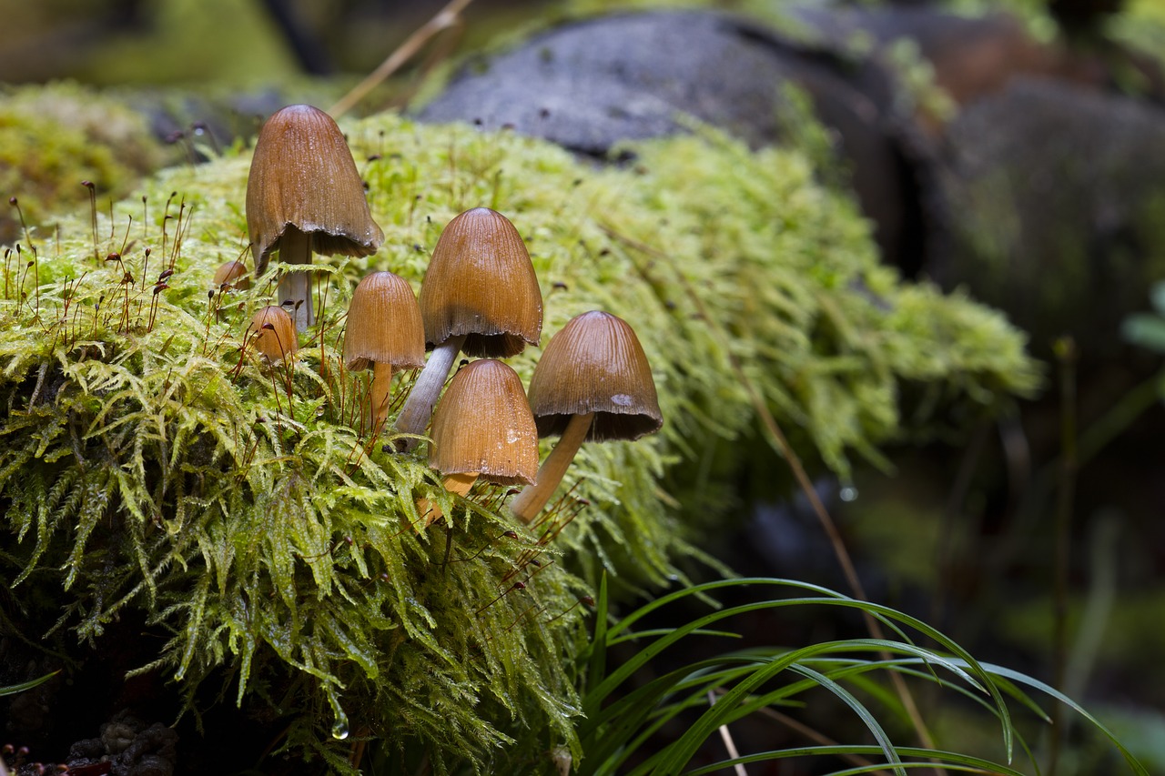 mushroom moss sponge free photo