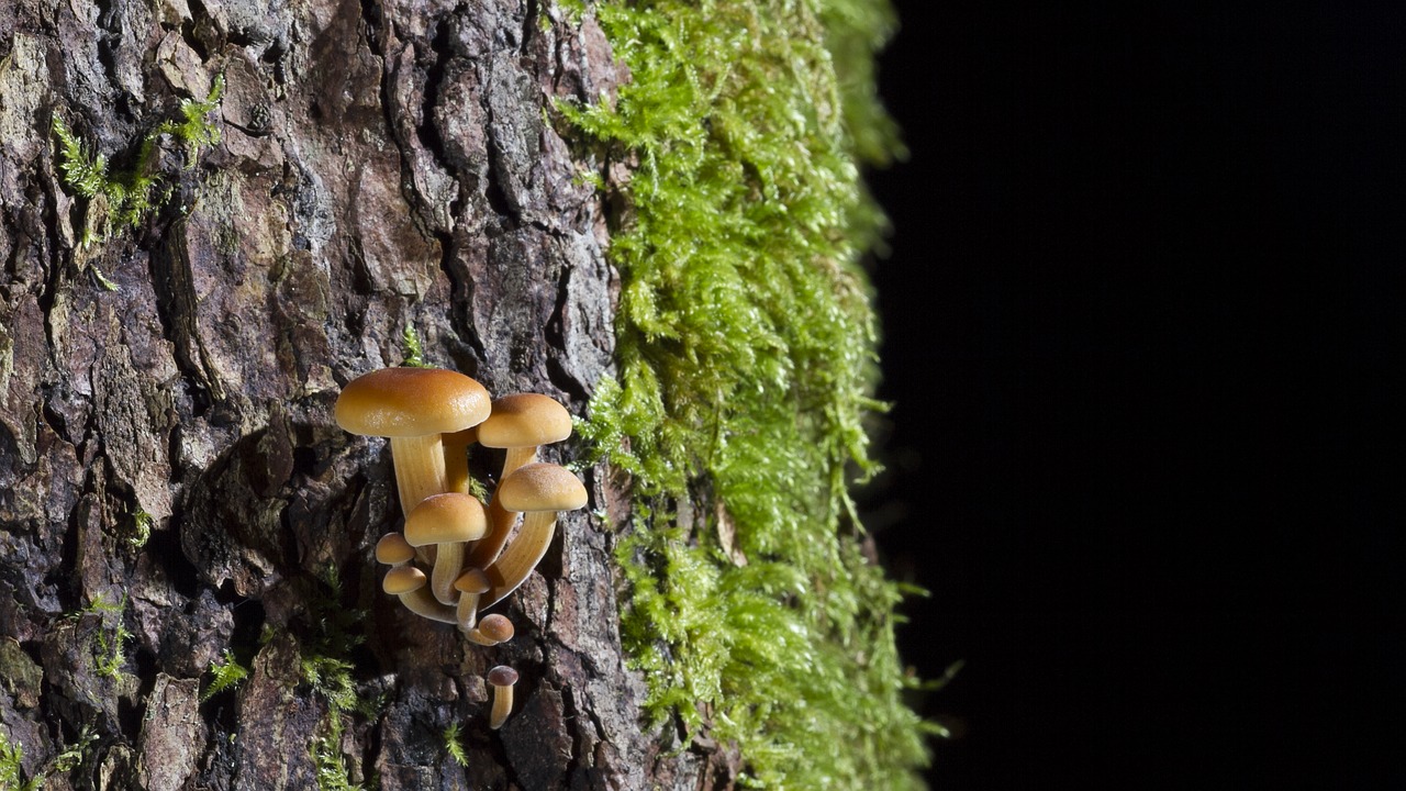 mushroom moss forest free photo