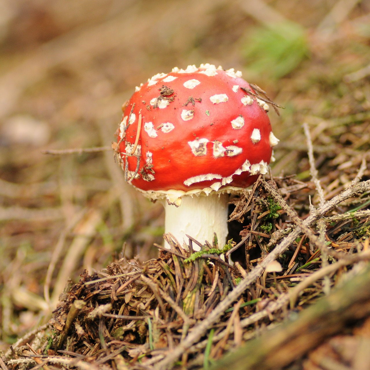 mushroom mushrooms spotted free photo