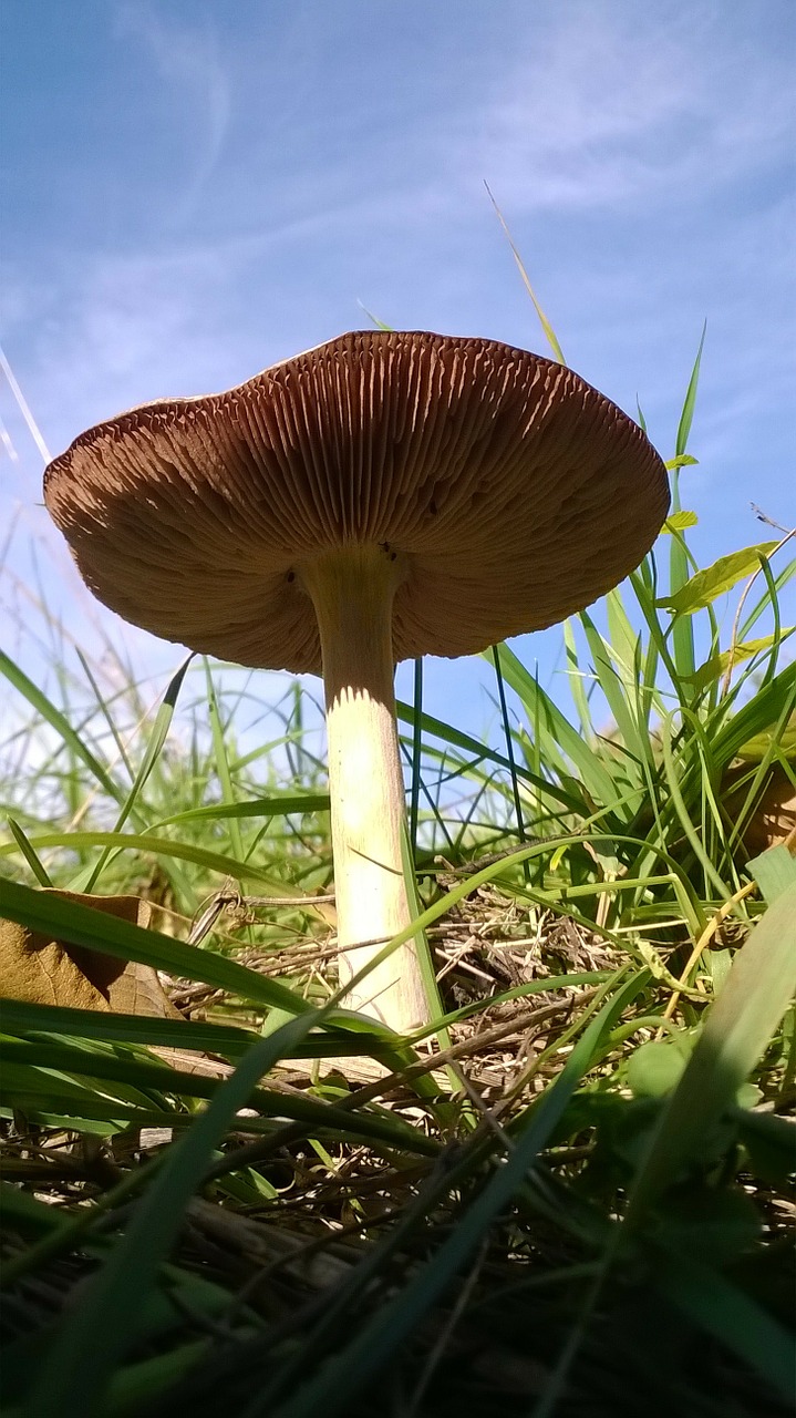 mushroom fantasy sunlight free photo