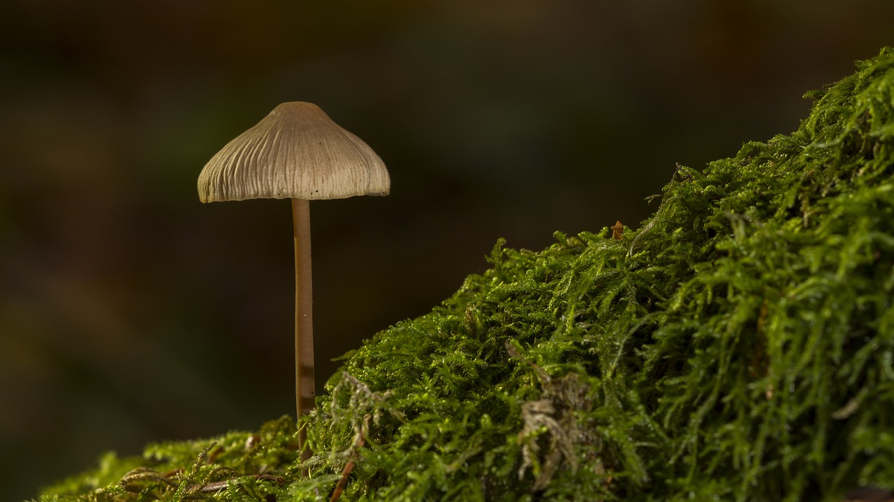 mushroom sponge moss free photo