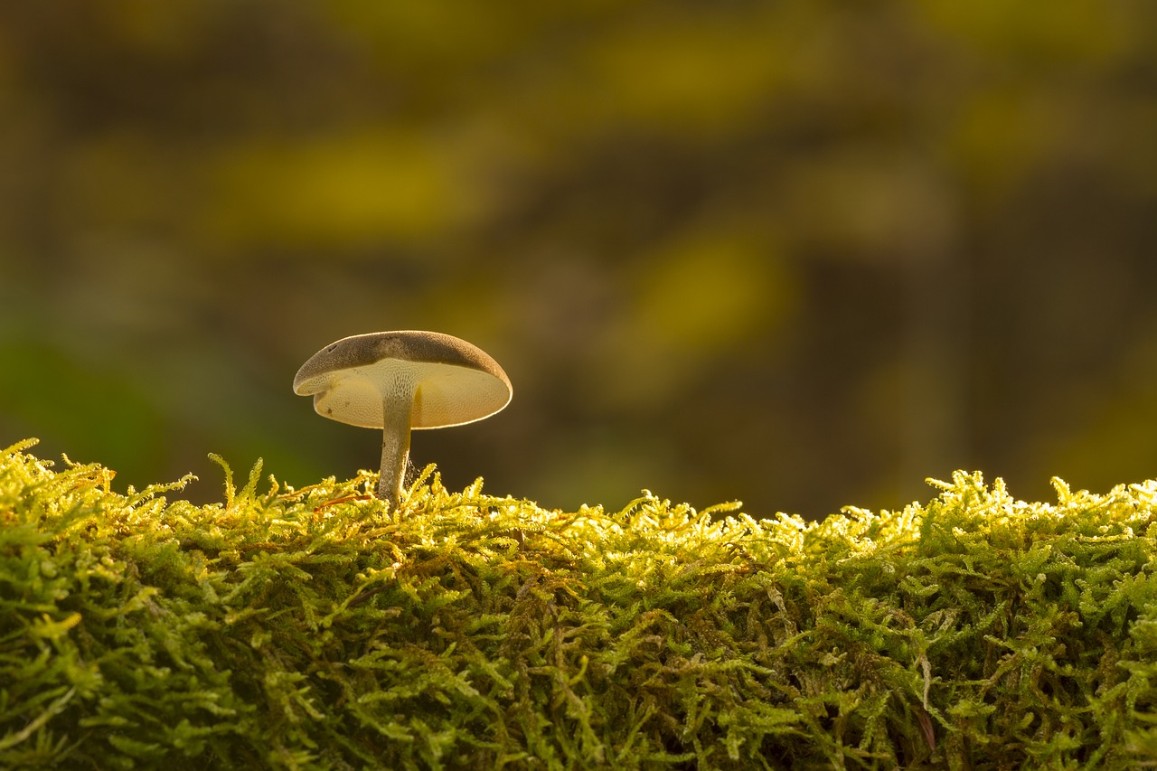 mushroom moss sponge free photo