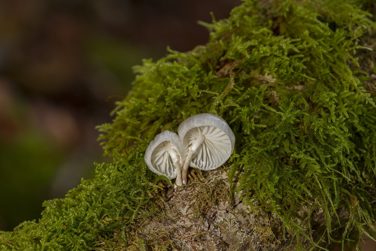 mushroom moss sponge free photo