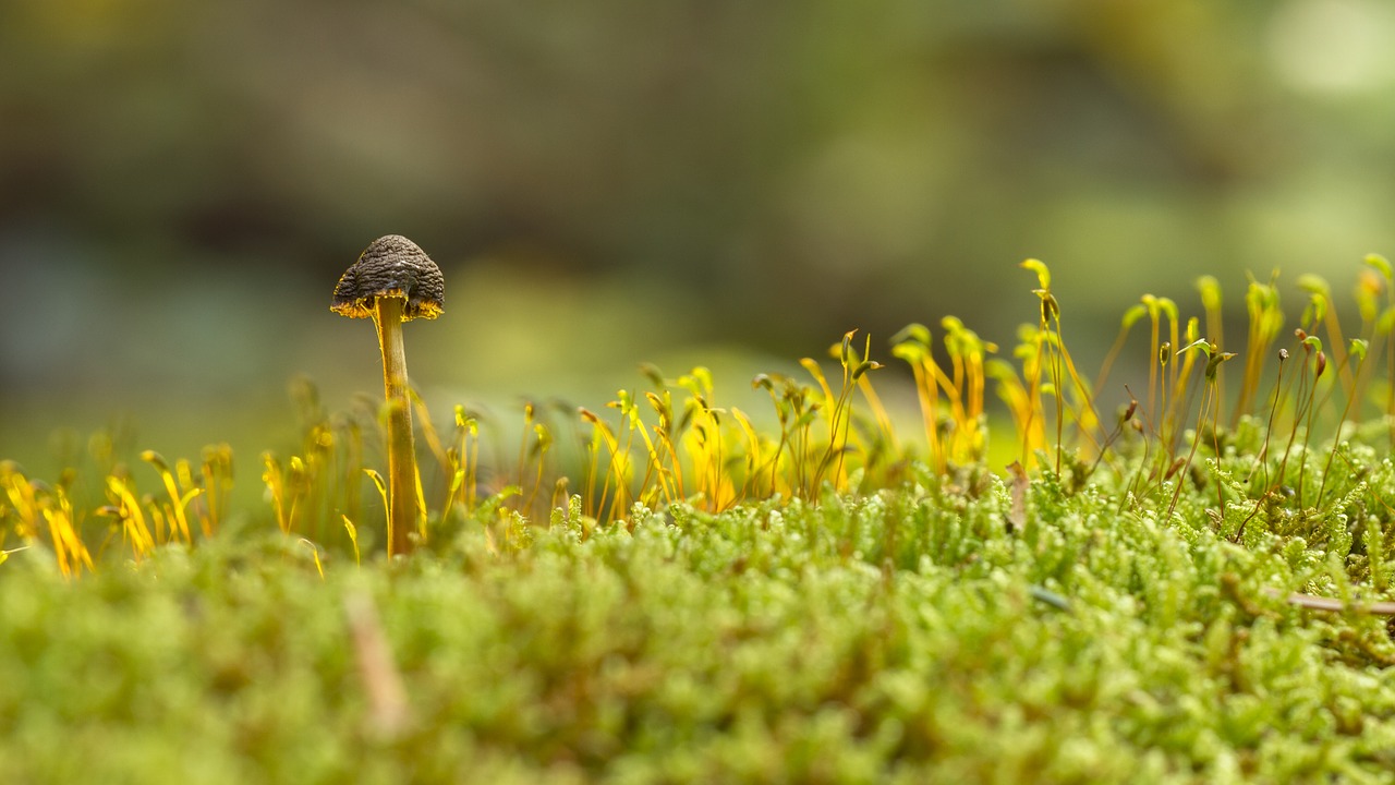 mushroom moss sponge free photo