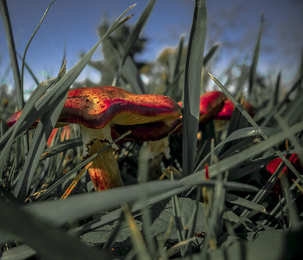 mushroom meadow plant free photo