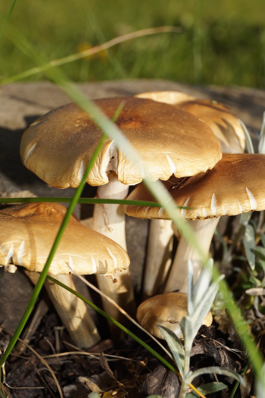 mushroom nature spring free photo