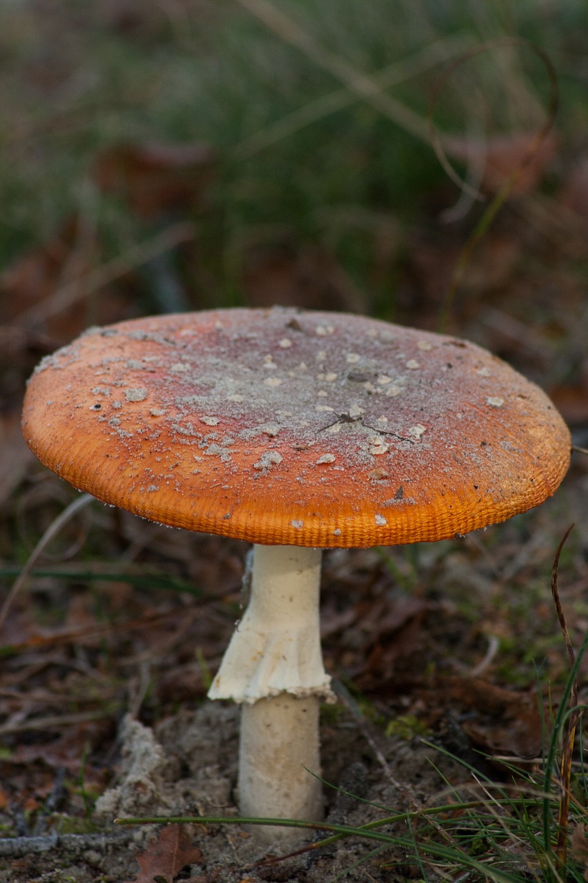 mushroom autumn nature free photo